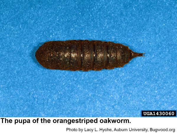 Orangestriped oakworms pupate 